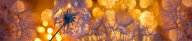 Кухонный фартук Мерцание Одуванчики золотистые 3 серебро в Кормиловке - kormilovka.katalogmebeli.com | фото
