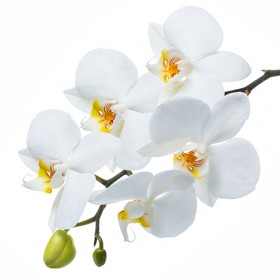 Стол обеденный Танго белый/Орхидея в Кормиловке - kormilovka.katalogmebeli.com | фото 3